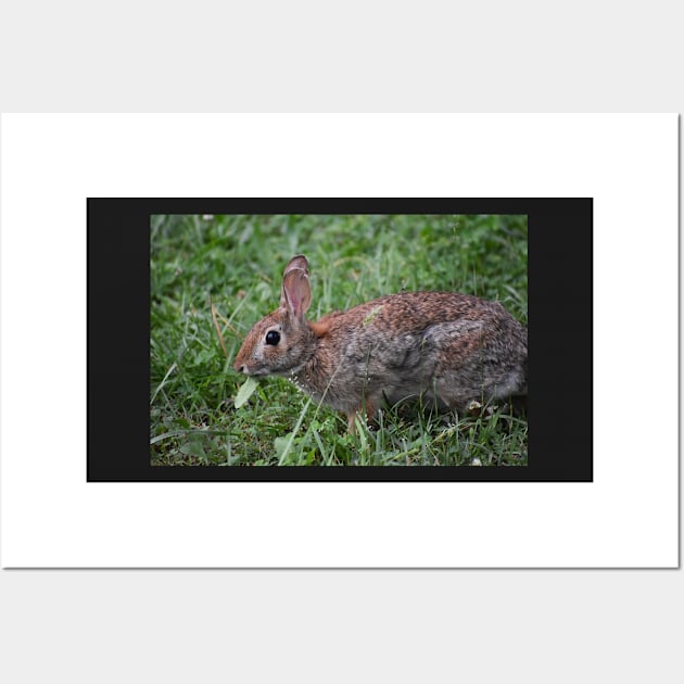 Eastern Cottontail eating Wall Art by ToniaDelozier